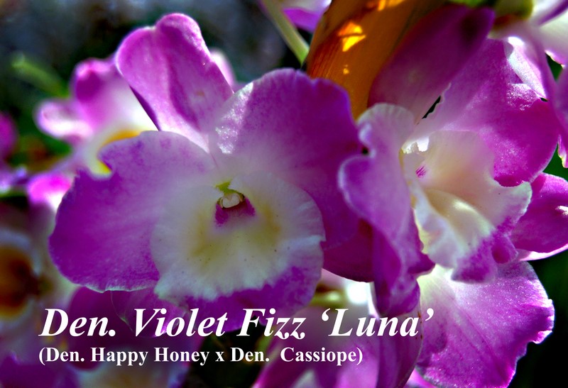 Den. Violet Fizz 2" pot lavender/white